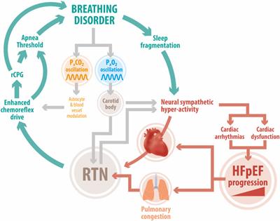 Potential Role of the Retrotrapezoid Nucleus in Mediating Cardio-Respiratory Dysfunction in Heart Failure With Preserved Ejection Fraction